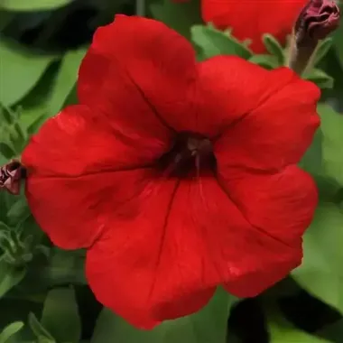 S60202 Петуния кустовая Multiflora LO RIDER® RED 100 шт.