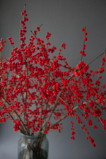 Илекс красный