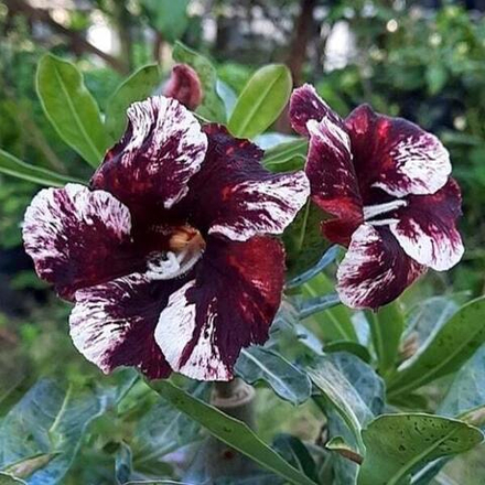 Адениум DELLA