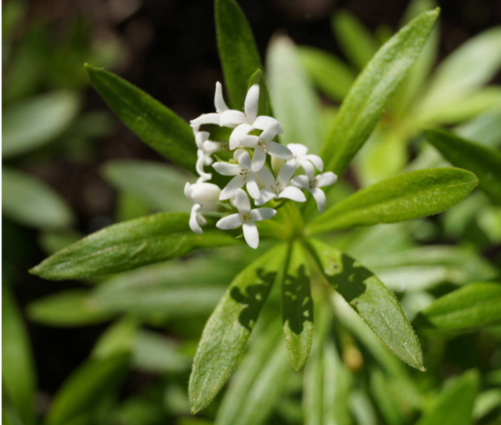 Подмаренник душистый. Galium odoratum.