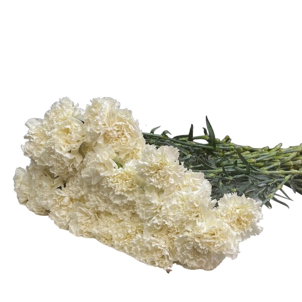 Траурный букет из 50 белых гвоздик