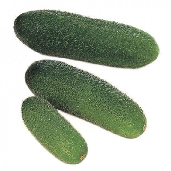 ГАРМОНИЯ РЗ F1 семена огурца Rijk Zwaan цена – фото 1