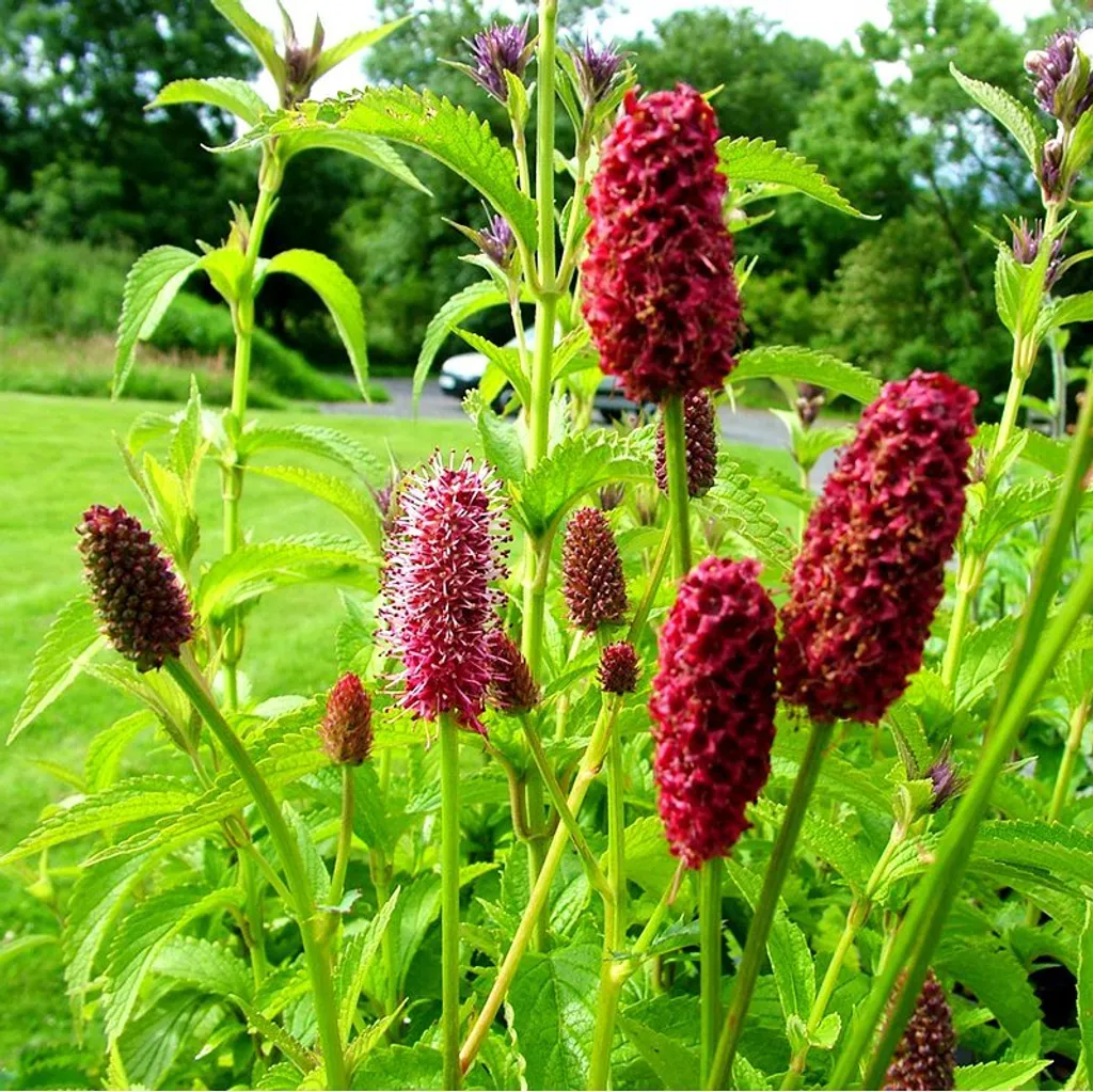 Кровохлебка лекарственная (корень и корневище)