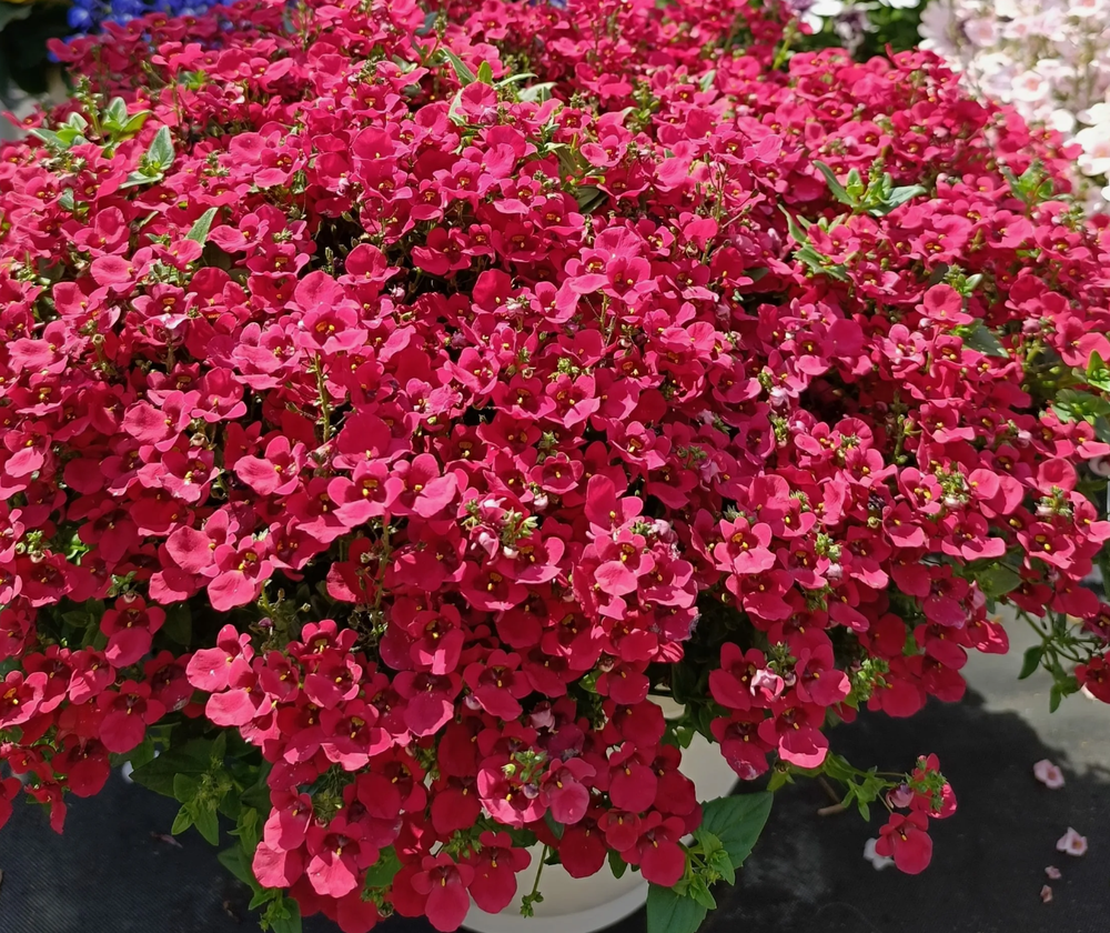 ЕВРО Диасция ампельная Picca Red укорененный черенок в наличии