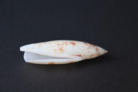 Ракушка Теребеллум (Terebellum terebellum)