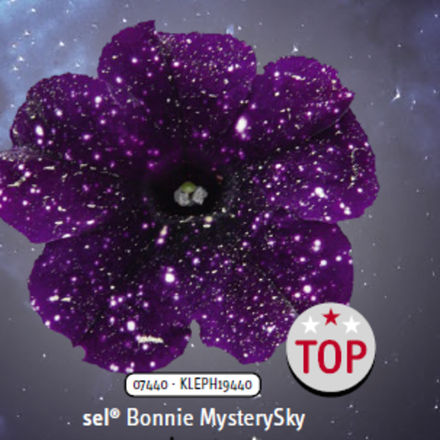 ЕВРО Петуния sky family Mistery Sky укорененный черенок ОКС начало декабря