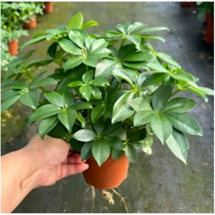 Шеффлера д.11