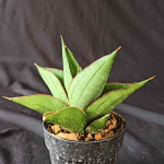 Сансевиерия EMERALD WING