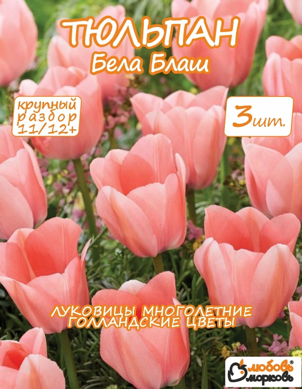 Тюльпан луковичные цветы, бела блаш 3 шт, разбор 12+