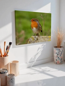 Картина на стену 40 X 50 Птица зарянка