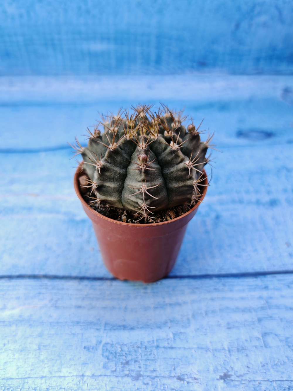 Gymnocalycium Friedrichii (Гимнокалициум)