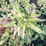 Сингониум WHITE PRINCESS