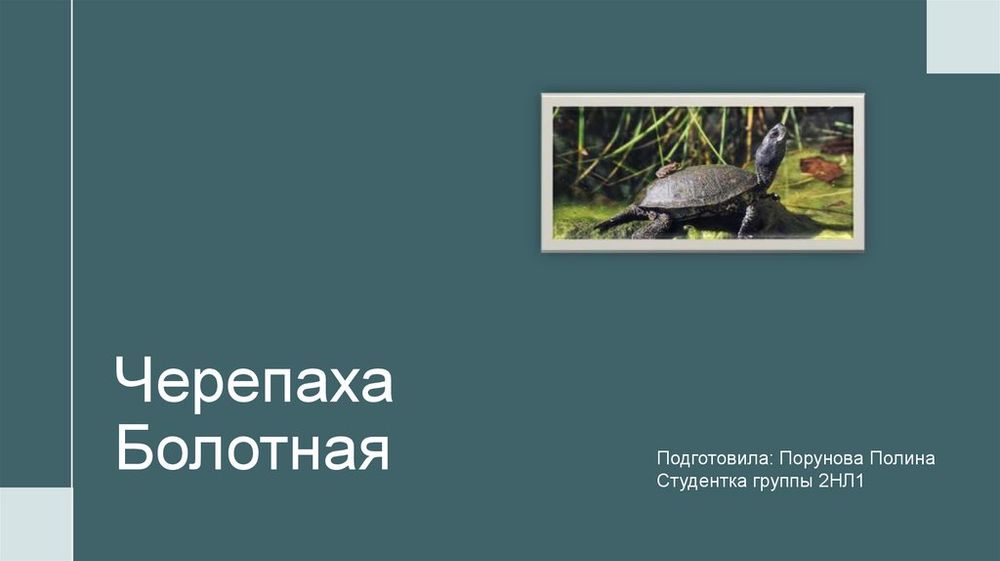 Влажный препарат Черепаха болотная — купить по ФГОС | Учебный стандарт