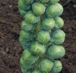 АБАКУС F1  семена капусты брюссельской  (Syngenta | Alexagro)