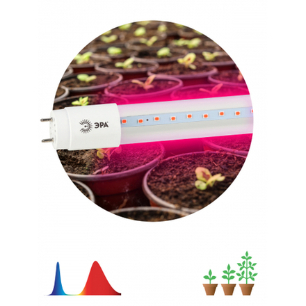 Фитолампа для растений светодиодная ЭРА FITO-9W-RB-Т8-G13-NL и мясных прилавков 9 Вт Т8 G13 красно-синего спектра