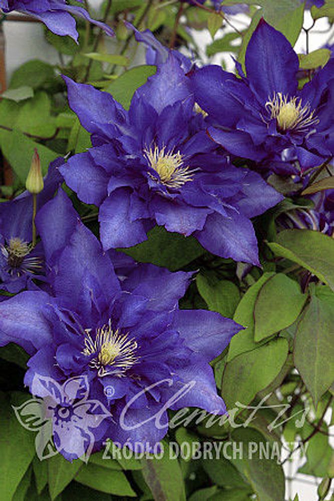 Клематис гибридный Даниель Деронда Закупка М33 апрель 2026