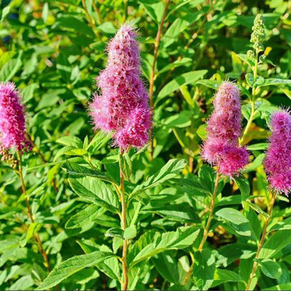 Спирея Билларда С3 30-40