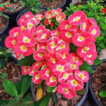 Эуфорбия Миля карликовая DAO RAYIP