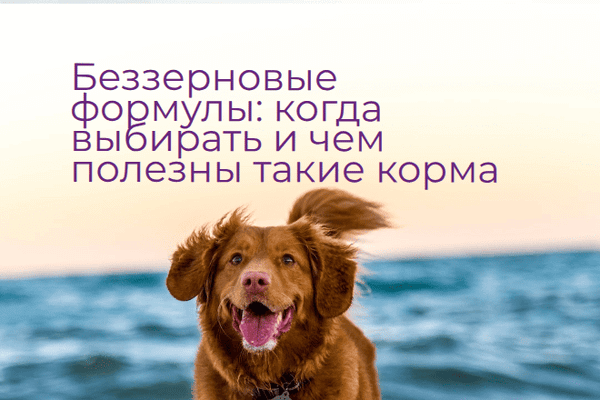 Беззерновые формулы: когда выбирать и чем полезны такие корма