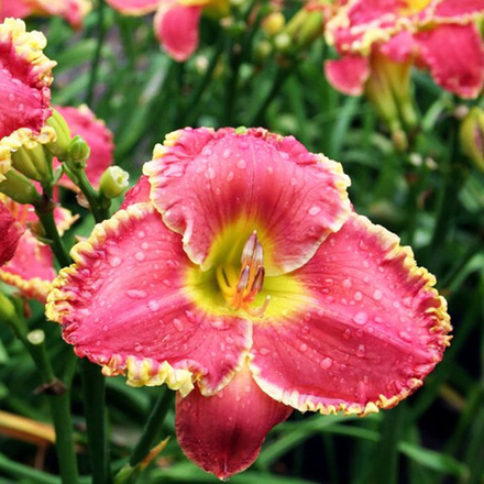 Лилейник Дария С2