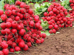 Редис Селеста F1 (10гр) Витагрин Профи