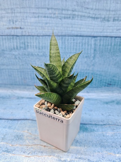 Sansevieria Brilliant Crown (Сансевиерия)