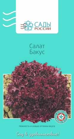 Салат красный семена