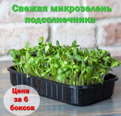Свежая микрозелень подсолнечника / 6 боксов / суперфуд