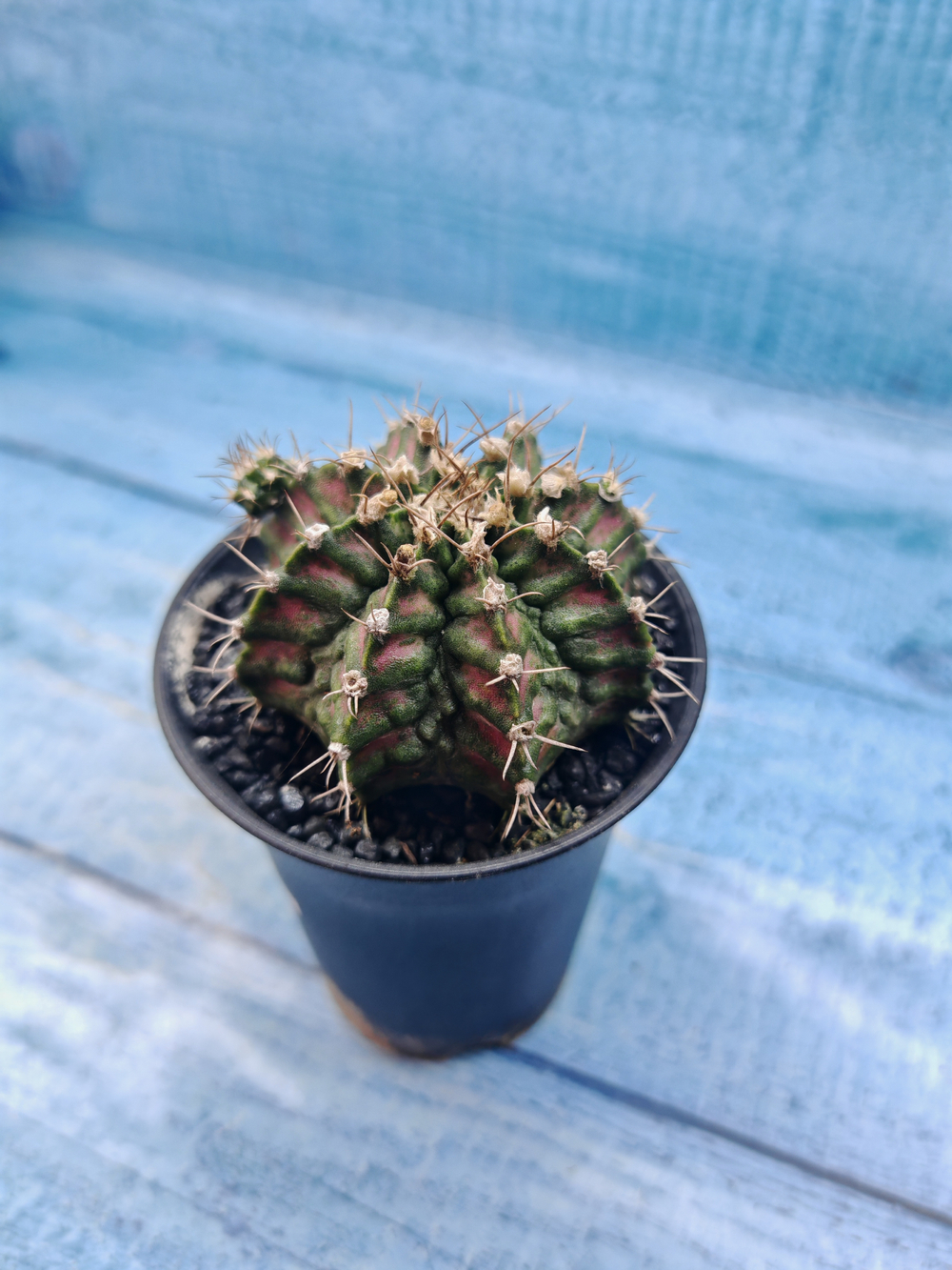 Gymnocalycium T-Rex Pink hybrid (Гимнокалициум T-rex)