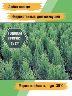 Саженец хвойных Можжевельник Блю эрроу