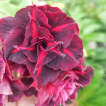 Адениум обесум 352 Magical