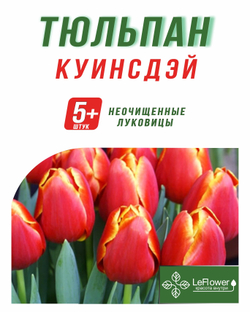 Тюльпан Луковица, Куинсдэй, 5+ шт