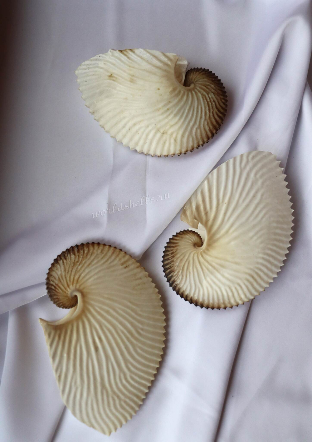 Коллекционная морская ракушка Аргонавт Арго, Argonauta argo