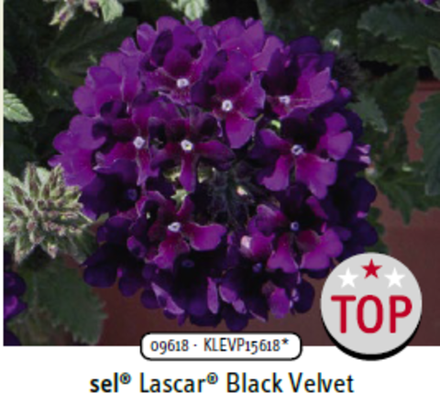 ЕВРО Вербена Lascar Black Velvet укорененный черенок ОКС начало декабря