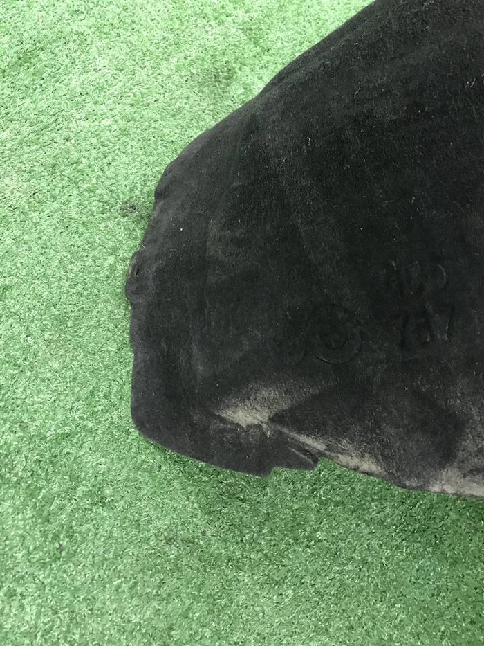 Подкрылок задний левый BMW X5 G05 (2018-2023)