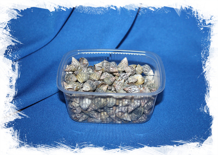 Насса Фуссата, 1-2,5см, 100гр, 100шт