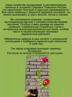 Флокс метельчатый Клеопатра красный