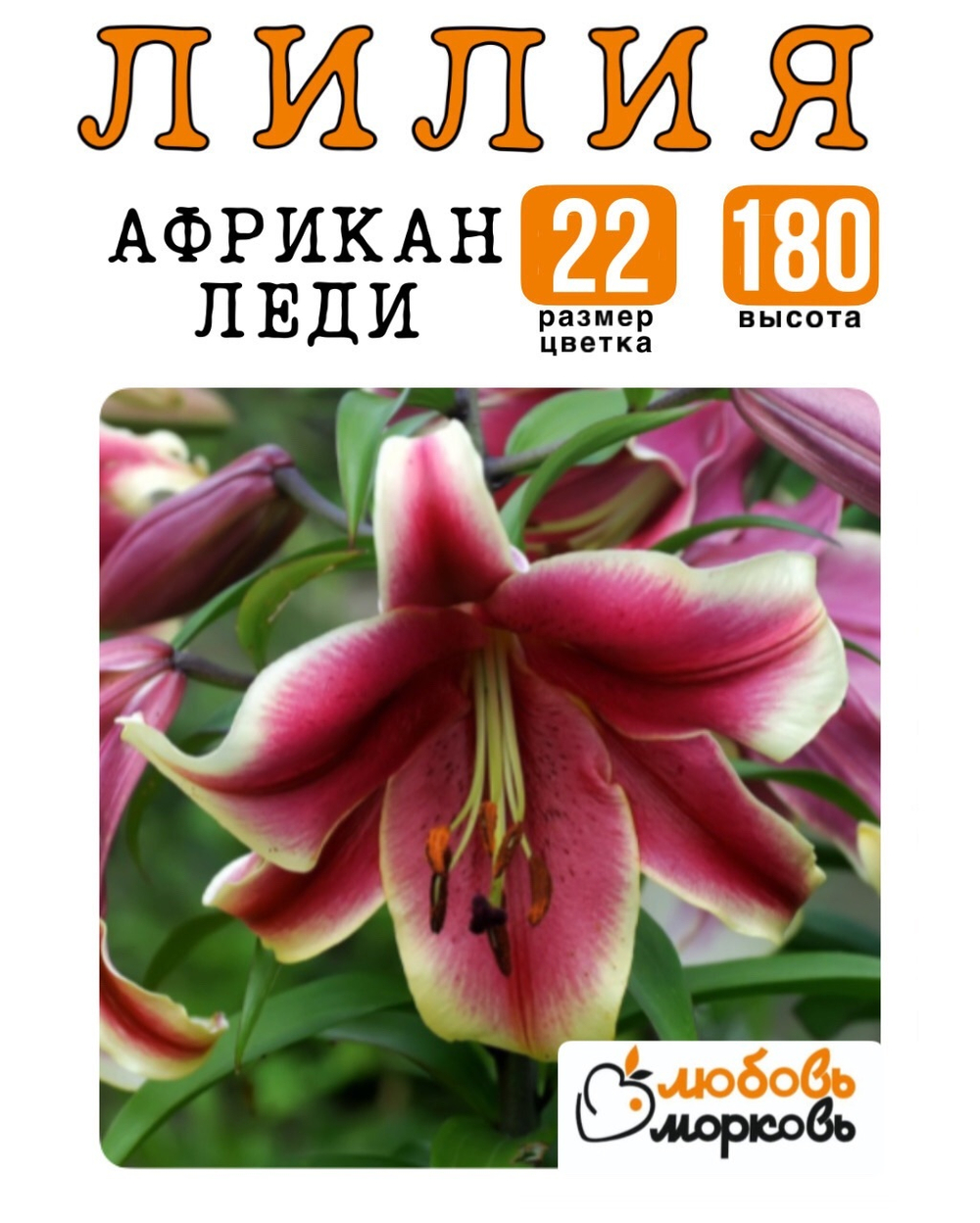 Лилия Луковица, Африкан Леди, ОТ-гибрид, 1 шт