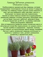 Лаванда Зубчатая домашняя