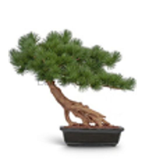 Бонсай стелющийся Сосна Японская белая Негиши в-55 см, дл-60 см в керамическом кашпо 1/1 10.46102N