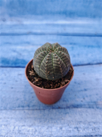 Euphorbia Obesa (Эуфорбия)