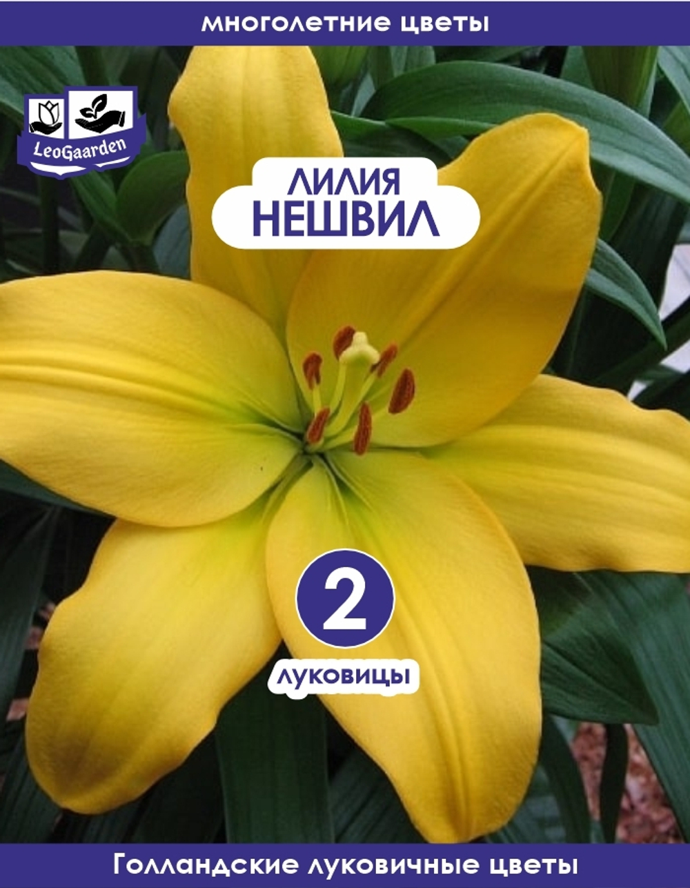 Лилия Луковица, Нэшвилл, 2 шт