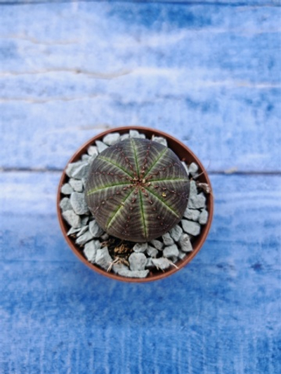 Euphorbia Obesa (Эуфорбия)