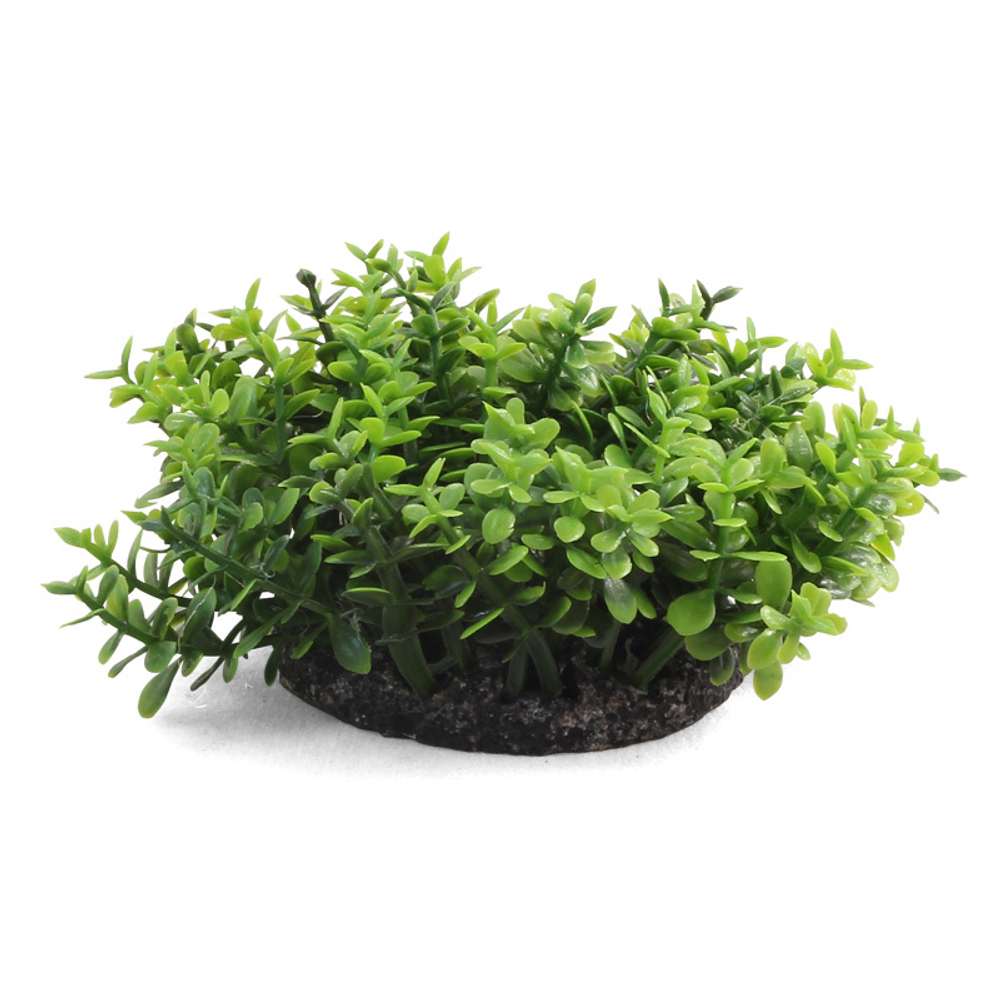 Растение "Микрантемум", L, зеленое, 50мм, Laguna AQUA