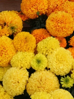 Семена цветов Бархатцы Коландо