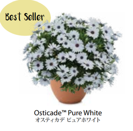 ЕВРО Остеоспермум Osteospermum Osticade Pure White НЕукор черенок середина ноября 25
