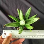 Сансевиерия HEDGEHOG