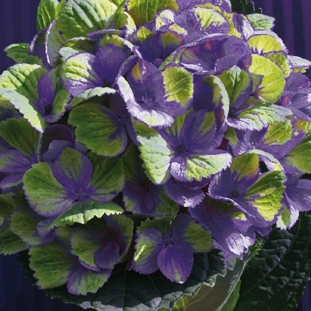 Меджикал Аметист Блю (Magical AMETHYST BLUE) р14 Европа весна 2026 г