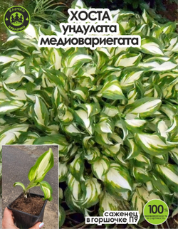 Хоста Саженец, Ундулата Медиовариегата, 1 шт