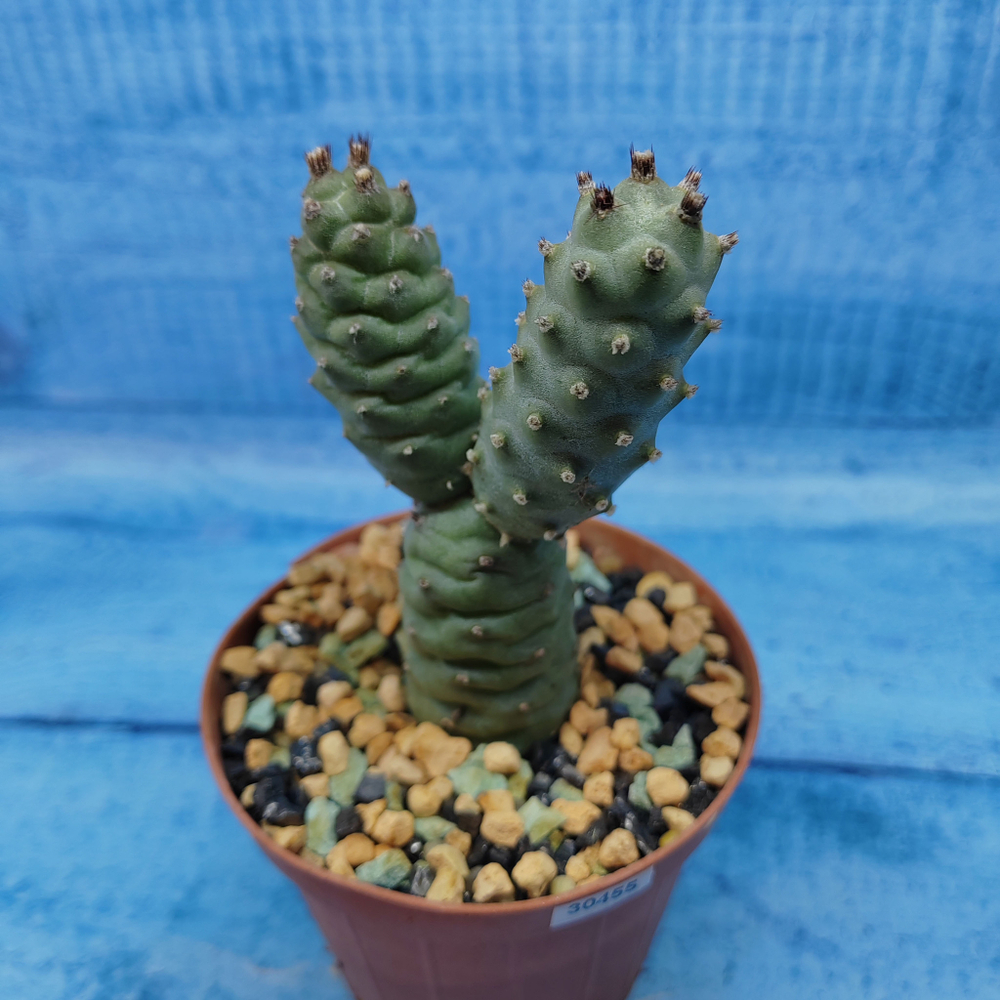 Tephrocactus Articulatus Diadematus (Тефрокактус)